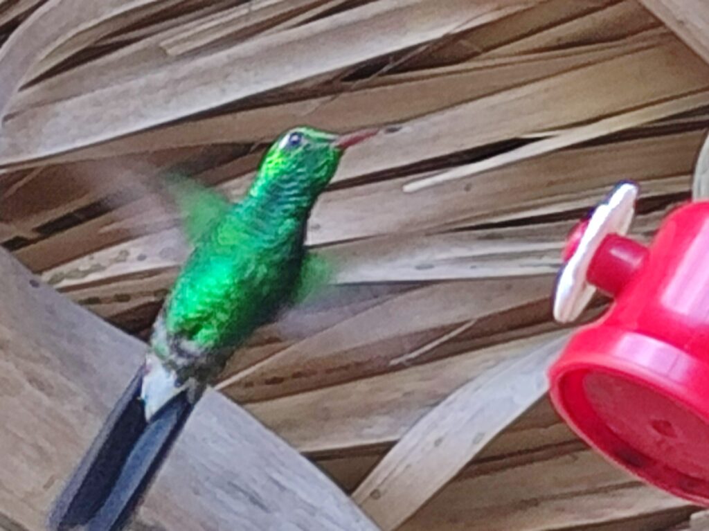 Le sanctuaire de colibris crée par un paysan à Zapata