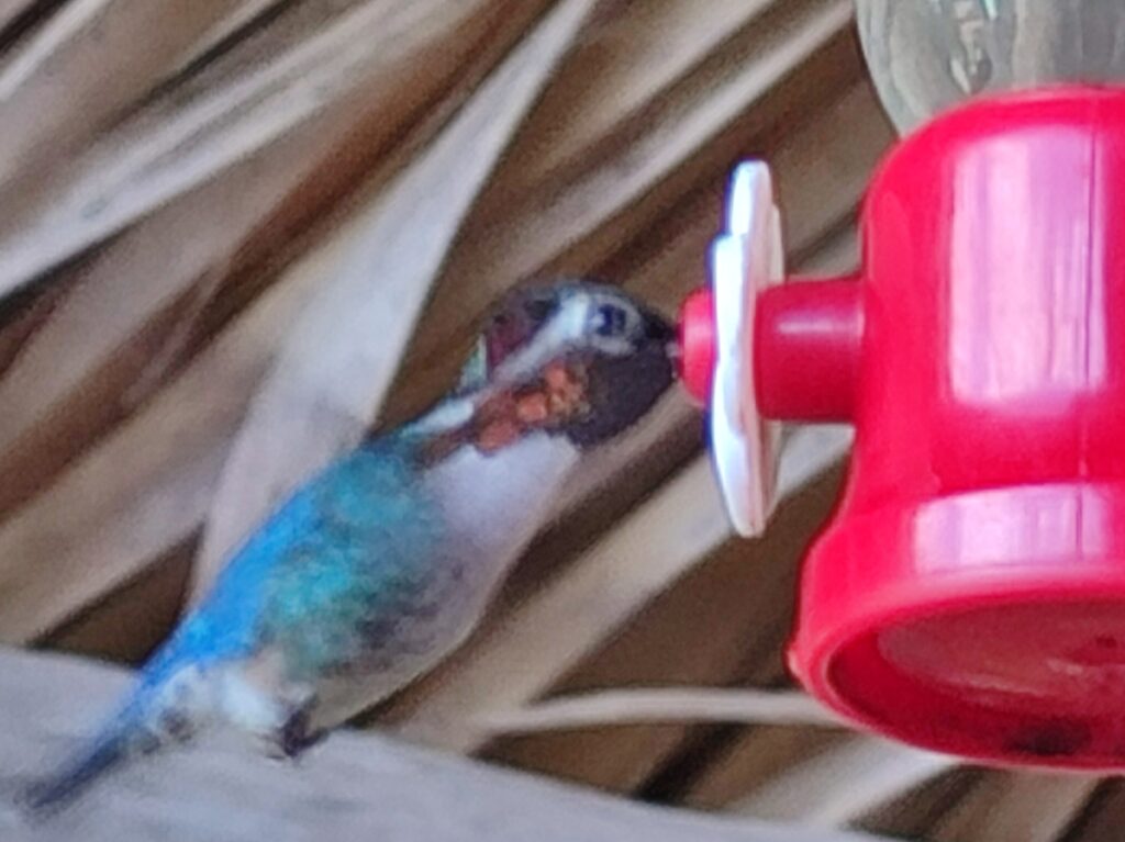 Le sanctuaire de colibris crée par un paysan à Zapata
