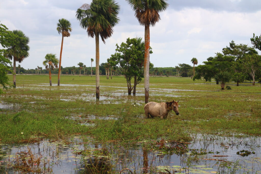 Le marais de Zapata inondé durant la saison de pluies