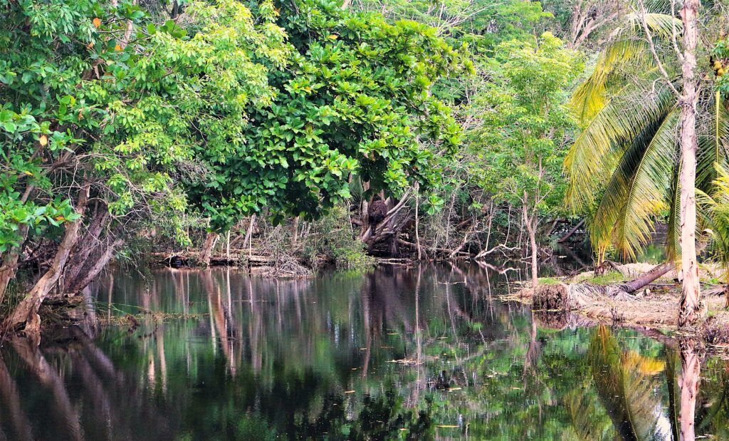 Les canaux naturels de Zapata, bordés de Mangrove et cocotiers