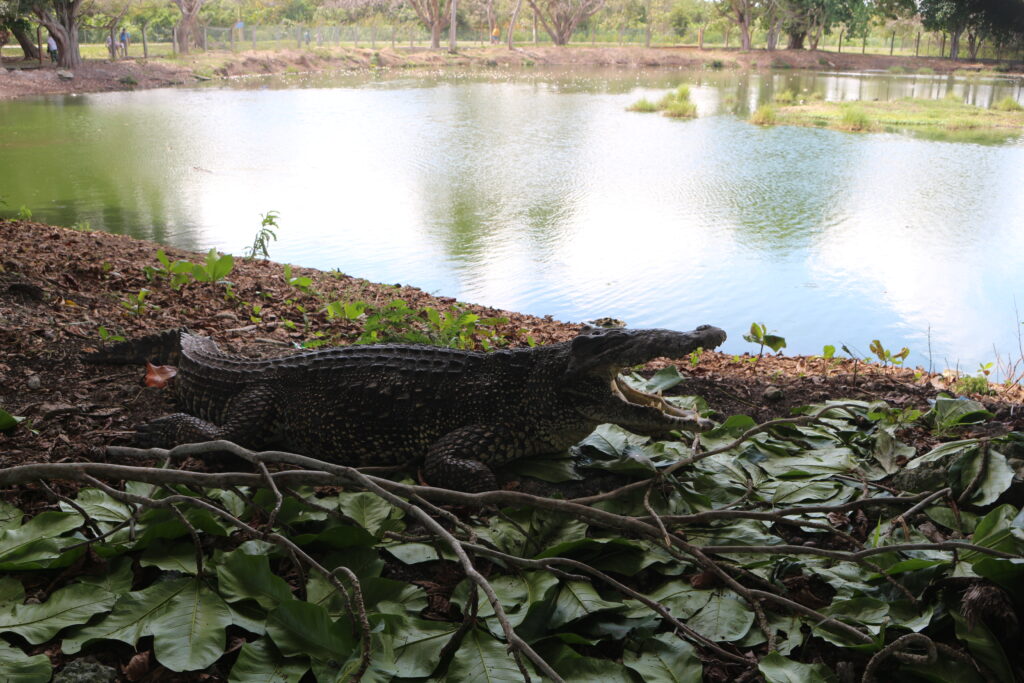 Le fameux crocodile cubain. habitant naturel de Zapata