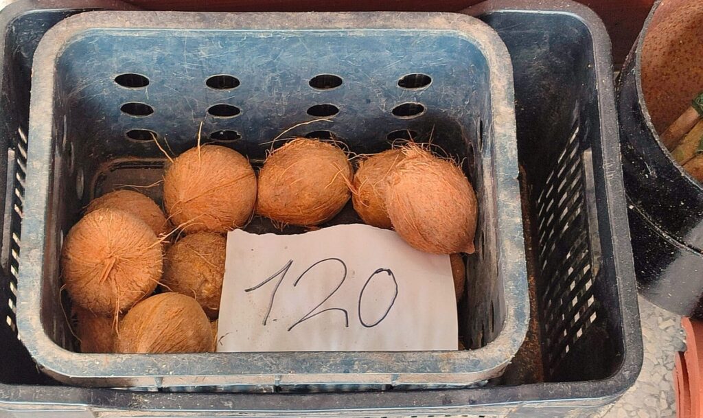 coco_santeria_vacef_cuba Noix de coco. Moyen de consultation aux orishas dans la santeria à Cuba