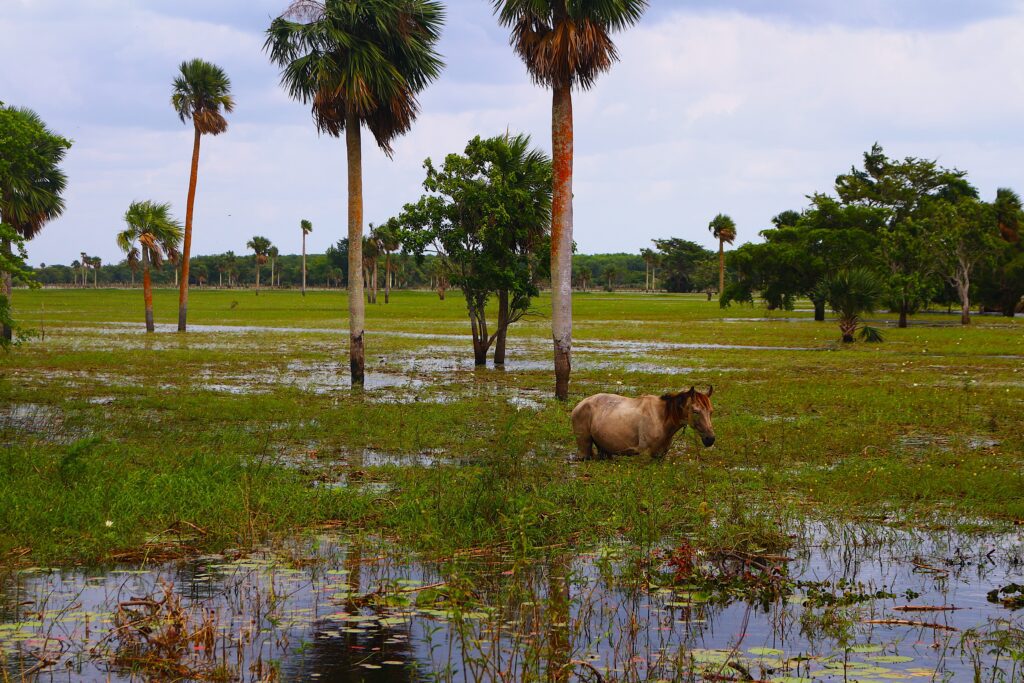 marais_zapata_cheval_vacef