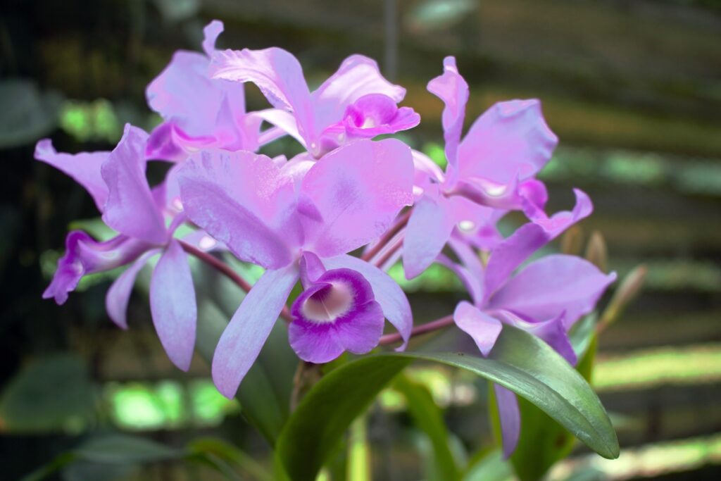 Les orchidées règnent à Soroa au milieu d'une nature luxuriante