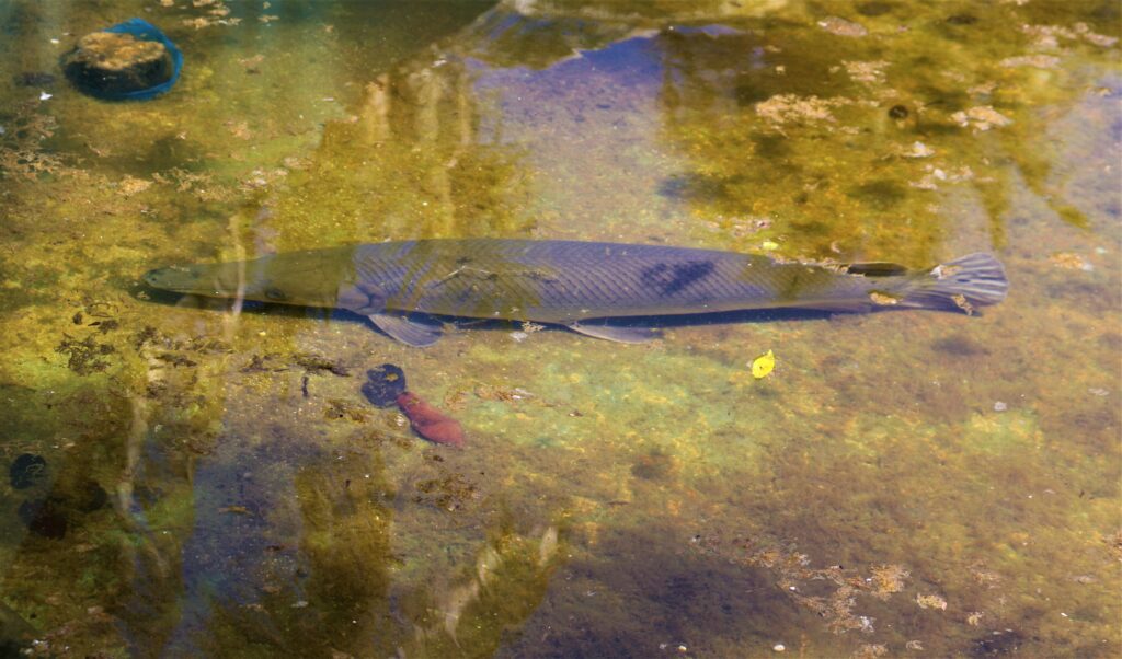 manjuari_poisson_préhistorique ;anjuari, poisson endémique de Zapata