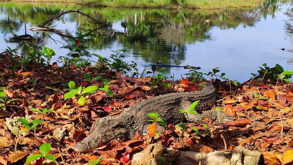 crocodile_zapata_vacef_cuba